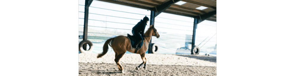 Clembuterol como termogênico veterinário